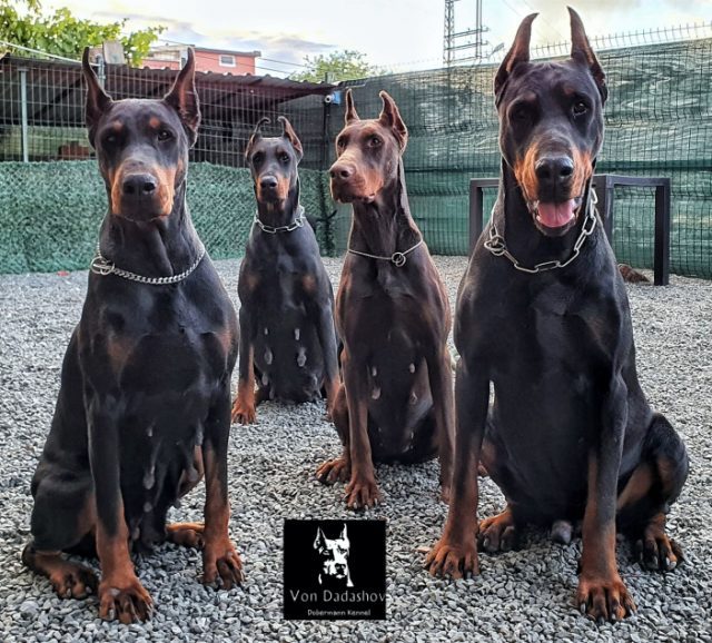 köpek-2