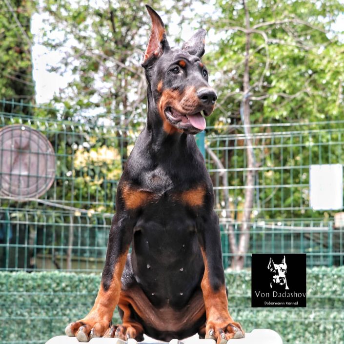 103915258_259796431912757_6096281957230203478_n