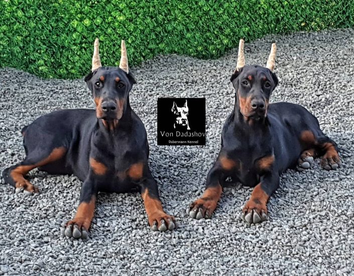 104483953_568447547125809_3055277429896981702_n