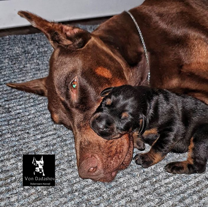 106716764_275597246843603_2690284350425290116_n