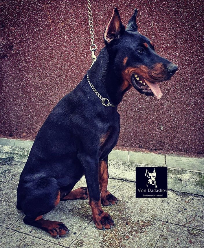 106914222_614459245859427_3335394976314003789_n